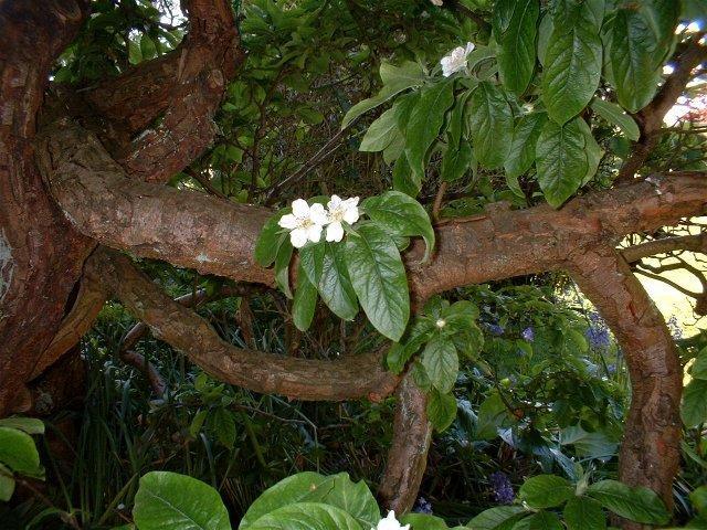 Medlar Arundel